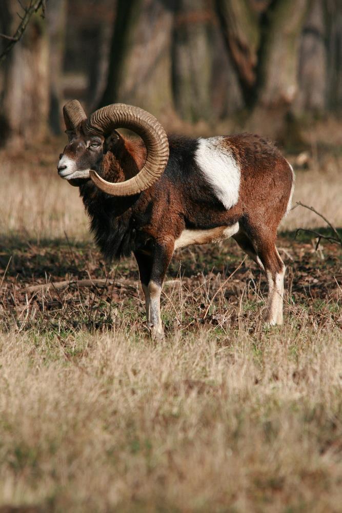 muflon