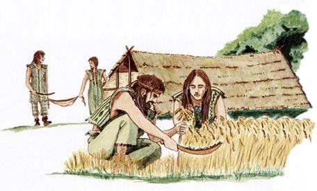 Obiloviny historický pohled Počátek systematického pěstování obilnin NEOLIT (mladší doba kamenná) zhruba 8000-5000 př. n. l.