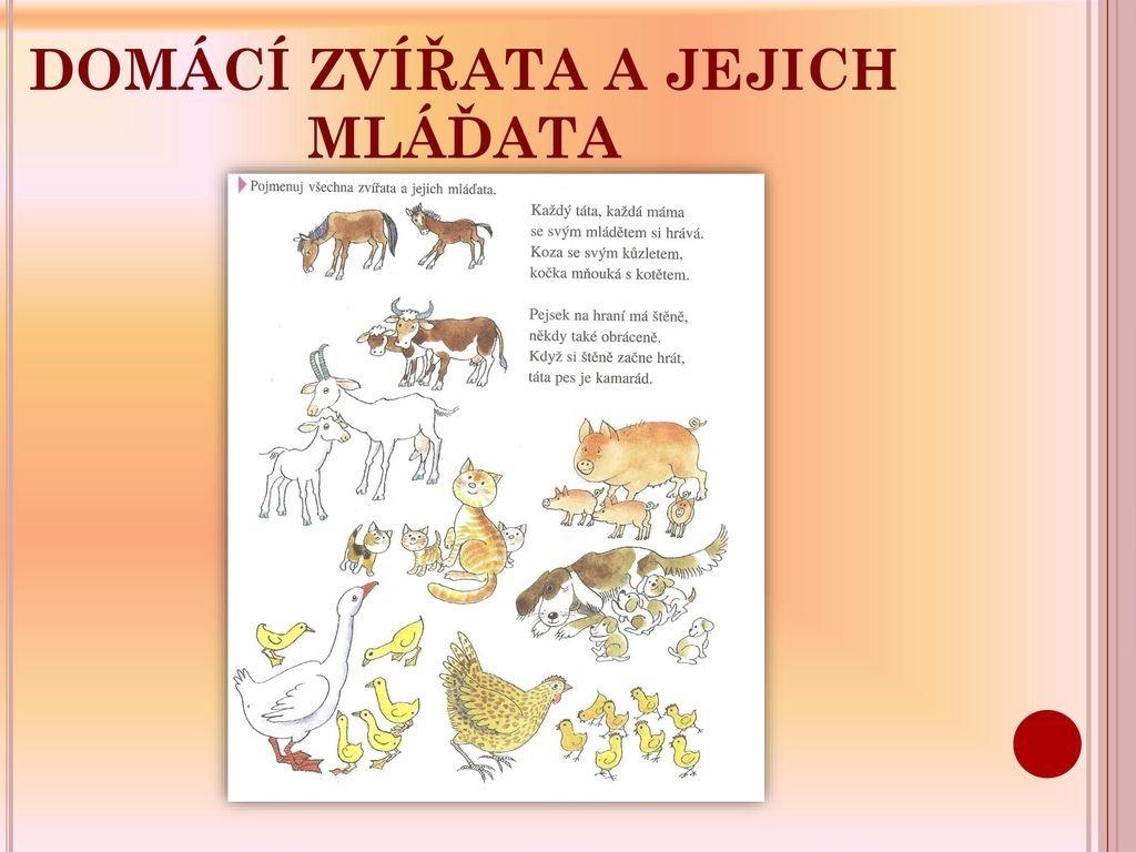 Opakujeme názvy zvířat a jejich mláďat tvoření zdrobnělin a rytmizace tleskáním