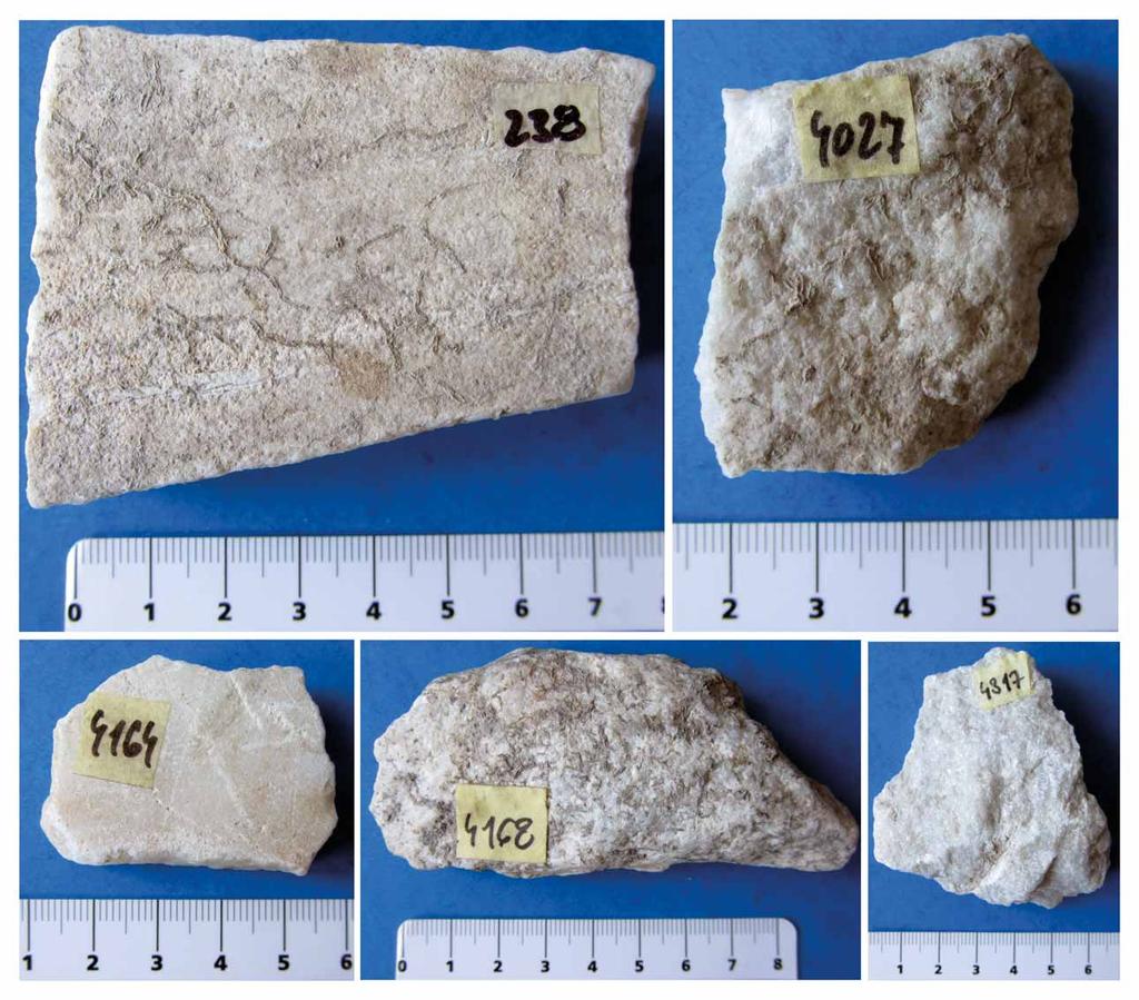 Obr. 2: Fotografie analyzovaných vzorků mramoru č. 238, 4027, 4164, 4168 a 4317. Fig. 2: Photography of analyzed marble samples N 238, 4027, 4164, 4168 and 4317.