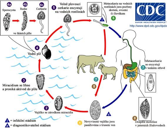 2.1.3 Charakteristika a životní cyklus Obrázek 2: rozmnožovací cyklus motolice jaterní. Převzato z: (Wikipedia, 2015) Třída Trematoda je velmi početná, je známo přes 8000 druhů.