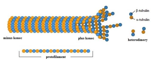 Obrázek 10: struktura mikrotubulu. Převzato z: (Mertová, 2011) Běžné benzimidazoly (např. cambendazol, fenbendazol, mebendazol a oxfendazol) mají proti F. hepatica malou nebo žádnou účinnost.