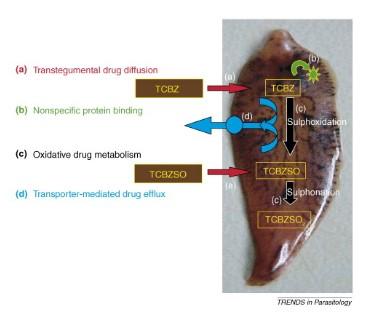 Obrázek 18: Metabolismus Triklabendazolu (TCBZ) u F. hepatica, FMO - enzym flavin monooxygenáza, P450 enzym cytochrom P450, TCBZSO - Triklabendazol sulfoxid. Převzato z: (Alvarez et al.