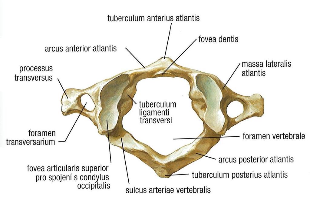 1 Anatomie 1.1 Kostěné struktury 1.1.1 Krční páteř jako celek Krční páteř je složena ze 7 obratlů. Horní krční obratle zahrnují první (C1) a druhý (C2) obratel.
