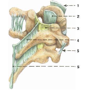 1.2.1.7 Ligamenta interspinalia Vazy vyplňují prostory sousedních trnových výběžků po celé jejich délce (viz obrázek 5).