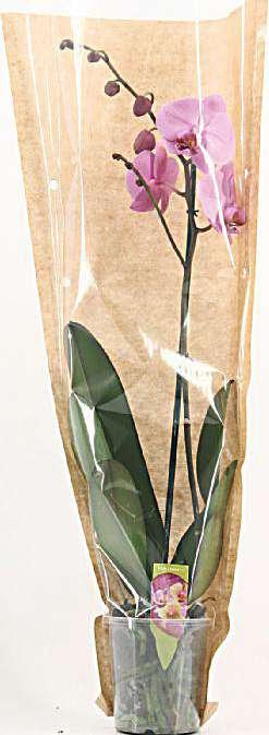 OŽIVTE SVŮJ DOMOV KVĚTINAMI Phalaenopsis multiflora