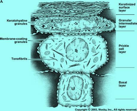 glykogen stratum superficiale rohovějící stratum basale - melanin