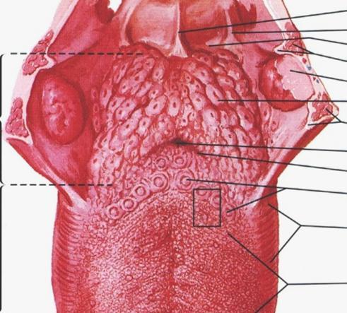 papillae vallatae - největší (výška 1 4 mm, šířka 1 3 mm), 7 12 na