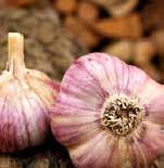 ČESNEK (ALLIUM SATIVUM L.) odrůdy, agrotechnika, posklizňové zpracování 4.