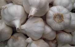 ČESNEK (ALLIUM SATIVUM L.) odrůdy, agrotechnika, posklizňové zpracování BOX 3: Aktivity firmy Semo a. s., a jejich odrůdy česneku Společnost SEMO a.s. (www.semo.