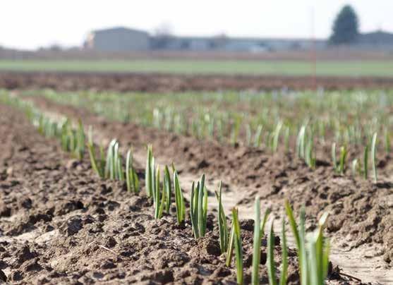 ČESNEK (ALLIUM SATIVUM L.): odrůdy, agrotechnika, posklizňové zpracování Autoři: doc. RNDr.