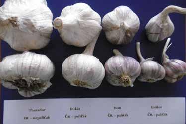 ČESNEK (ALLIUM SATIVUM L.) odrůdy, agrotechnika, posklizňové zpracování Obr.