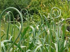 ČESNEK (ALLIUM SATIVUM L.) odrůdy, agrotechnika, posklizňové zpracování le, bývají čistě bílé, produkují pevné stroužky s hustými obaly bohatě zabarvenými do fialové nebo mahagonové.