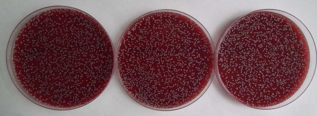 Obrázek 24: Porovnání počtu kolonií Staphylococcus aureus mezi vzorky po ozáření UV-A (4A)
