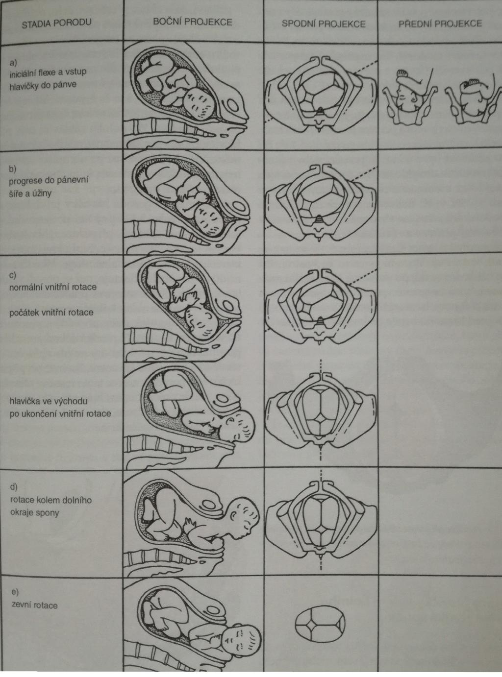 FYZIOLOGIE Porod https://www.