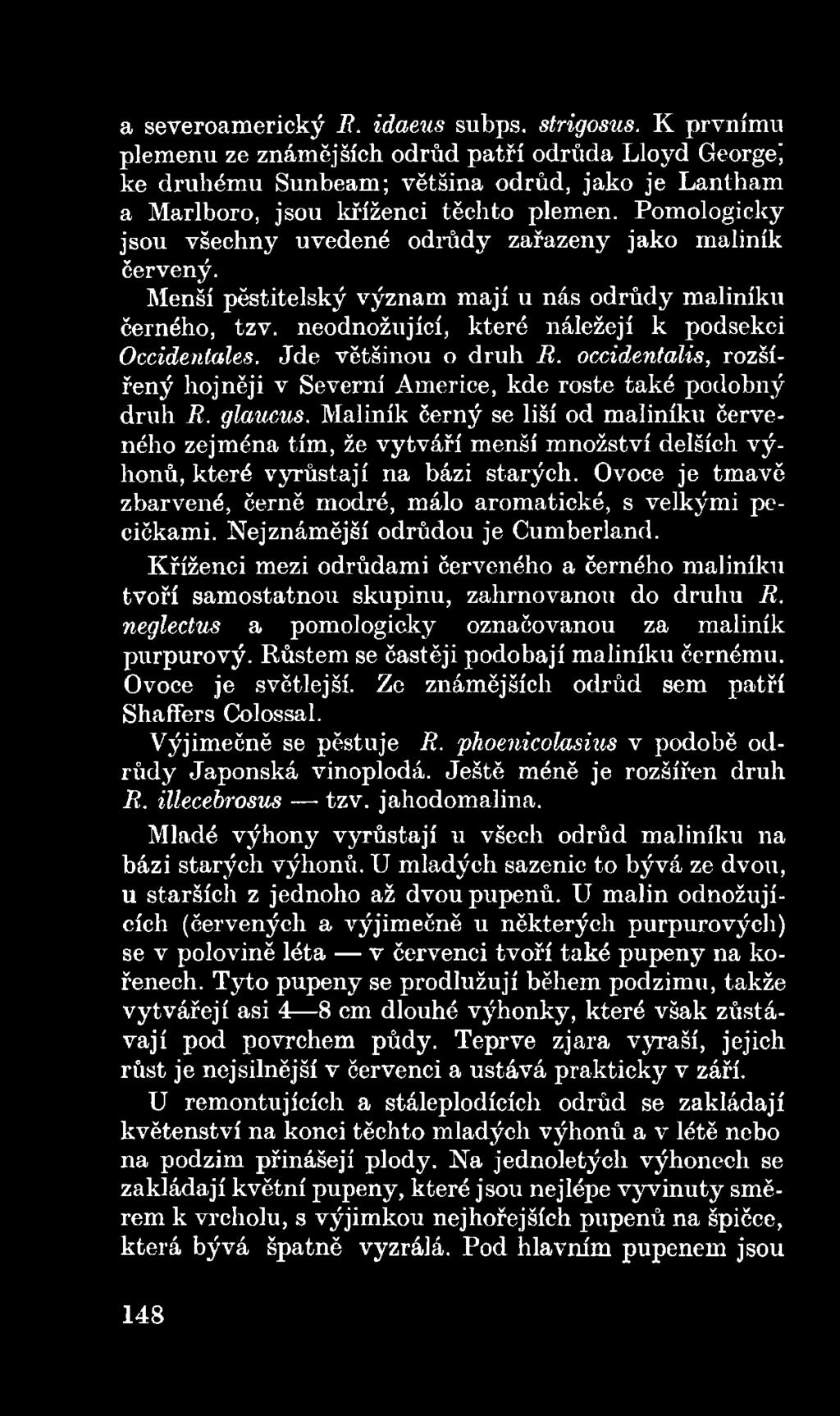 Maliník černý se liší od maliníku červeného zejména tím, že vytváří menší množství delších výhonů, které vyrůstají na bázi starých.