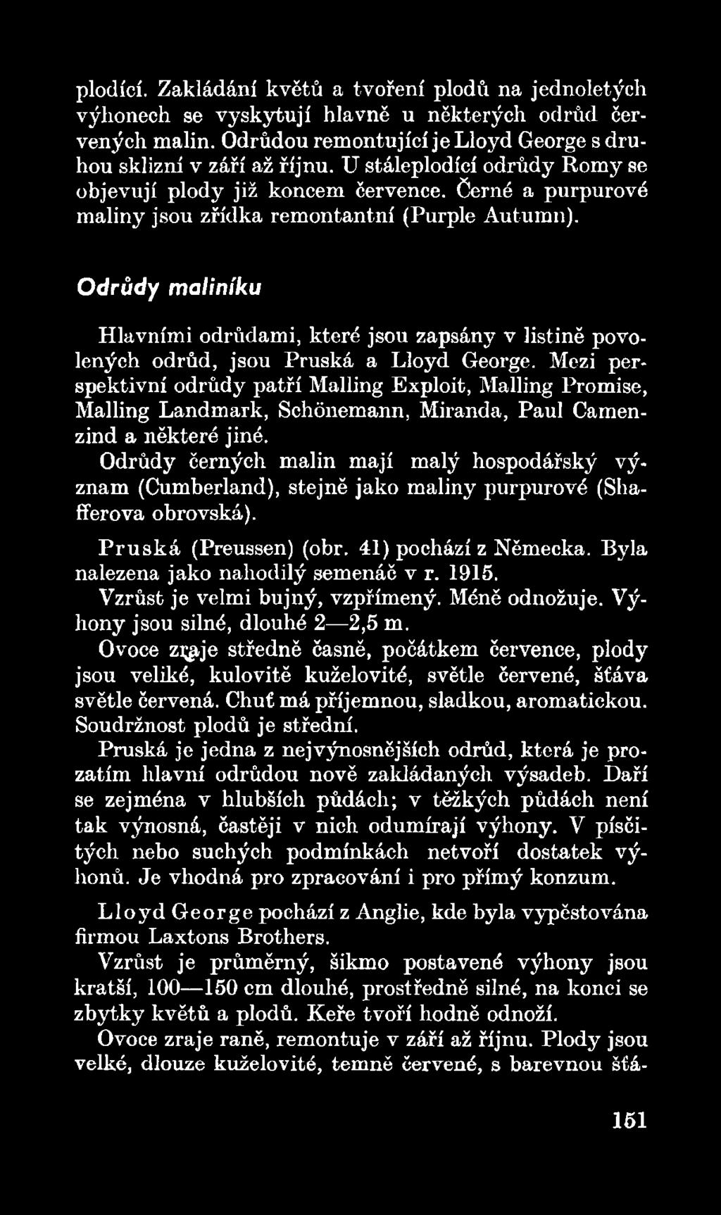 Odrůdy černých malin mají malý hospodářský význam (Cumberland), stejně jako maliny purpurové (Shafferova obrovská). P ru s k á (Preussen) (obr. 41) pochází z Německa.