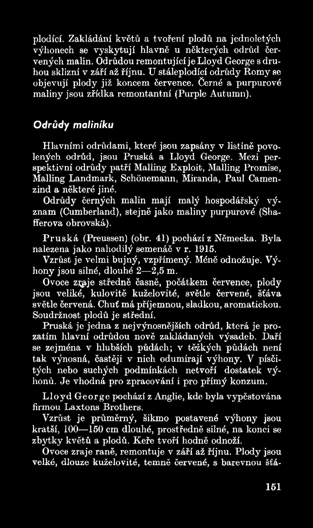 Odrůdy černých malin mají malý hospodářský význam (Cumberland), stejně jako maliny purpurové (Shafferova obrovská). P ru s k á (Preussen) (obr. 41) pochází z Německa.