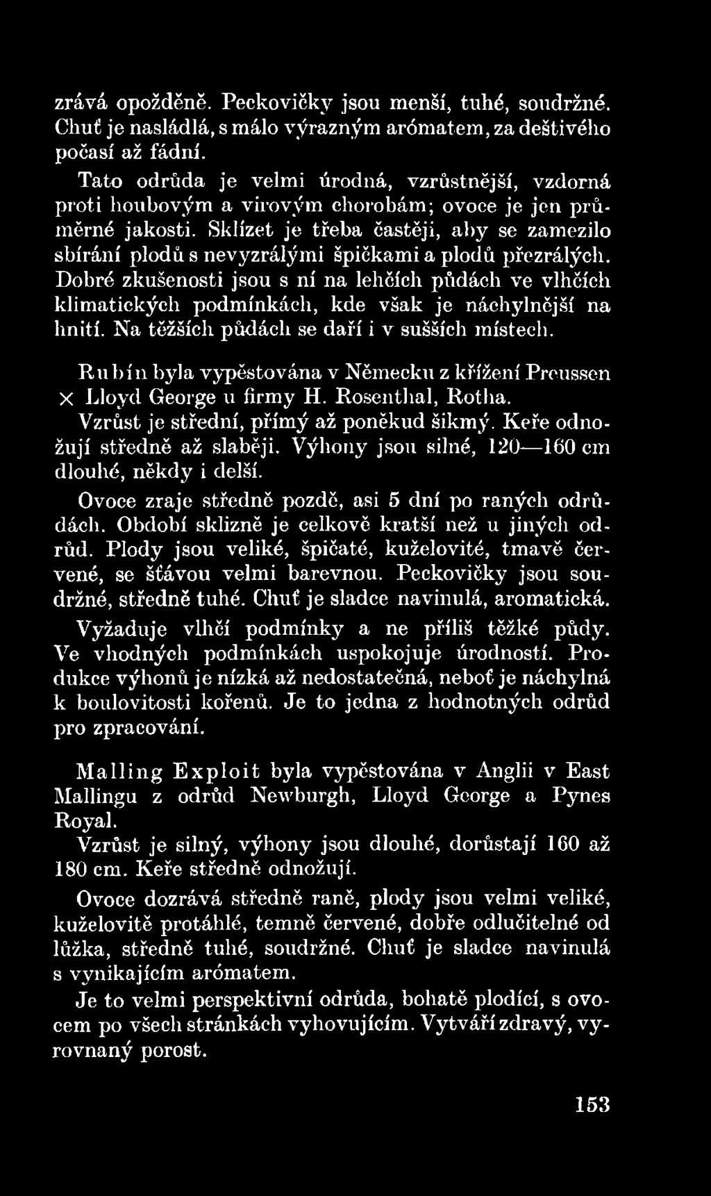 R u b ín byla vypěstována v Německu z křížení Preussen X Lloyd George u firmy H. Rosenthal, Rotha. Vzrůst je střední, přímý až poněkud šikmý. Keře odnožují středně až slaběji.