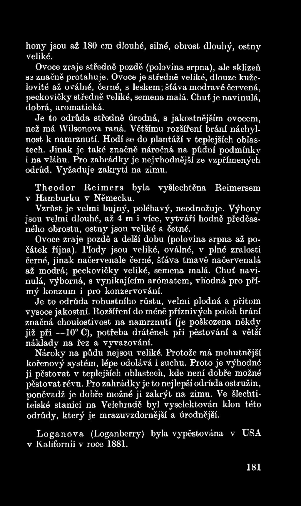 T h eo d o r R eim ers byla vyšlechtěna Reimersem v Hamburku v Německu. Vzrůst je velmi bujný, poléhavý, neodnožuje.