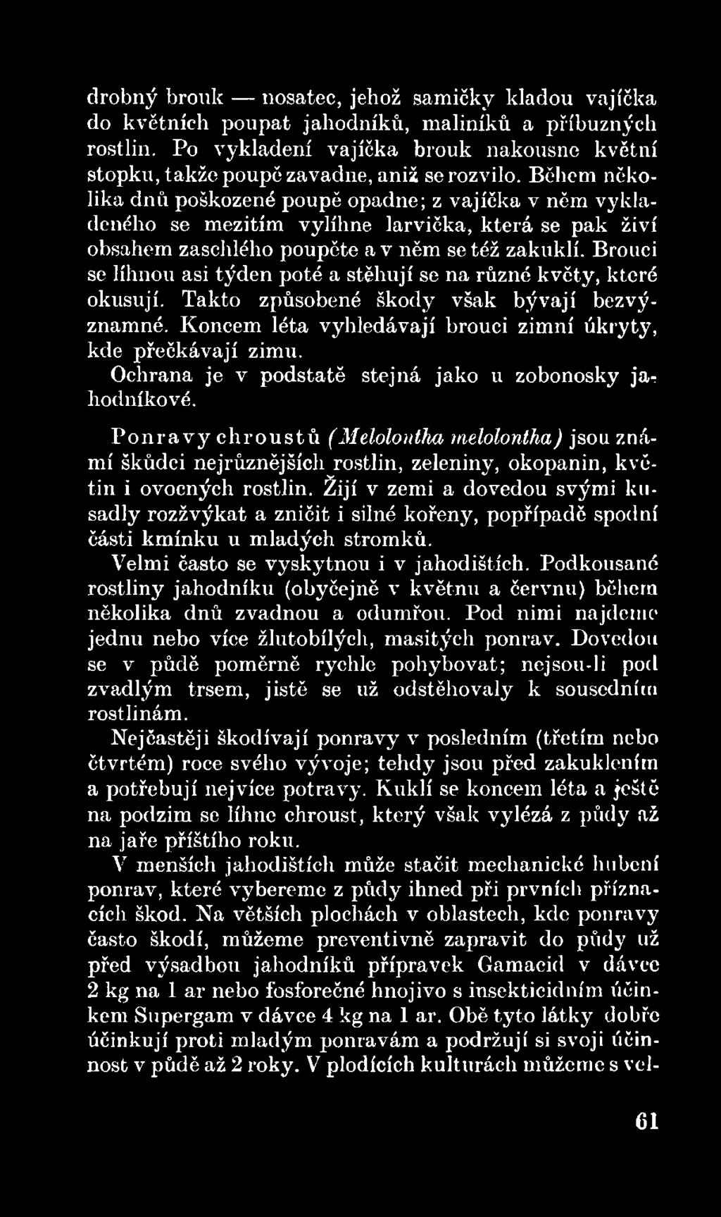 Žijí v zemi a dovedou svými kusadly rozžvýkat a zničit i silné kořeny, popřípadě spodní části kmínku u mladých stromků. Velmi často se vyskytnou i v jahodištích.