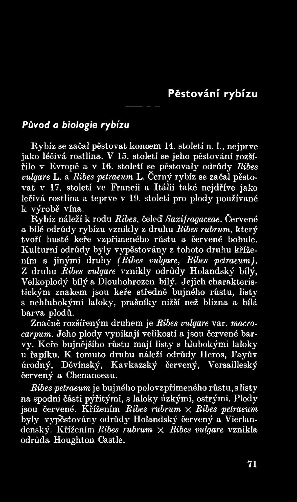 Kulturní odrůdy byly vypěstovány z tohoto druhu křížením s jinými druhy (Ribes vulgare, Ribes petraeum). Z druhu Ribes vulgare vznikly odrůdy Holandský bílý, Velkoplodý bílý a Dlouhohrozen bílý.