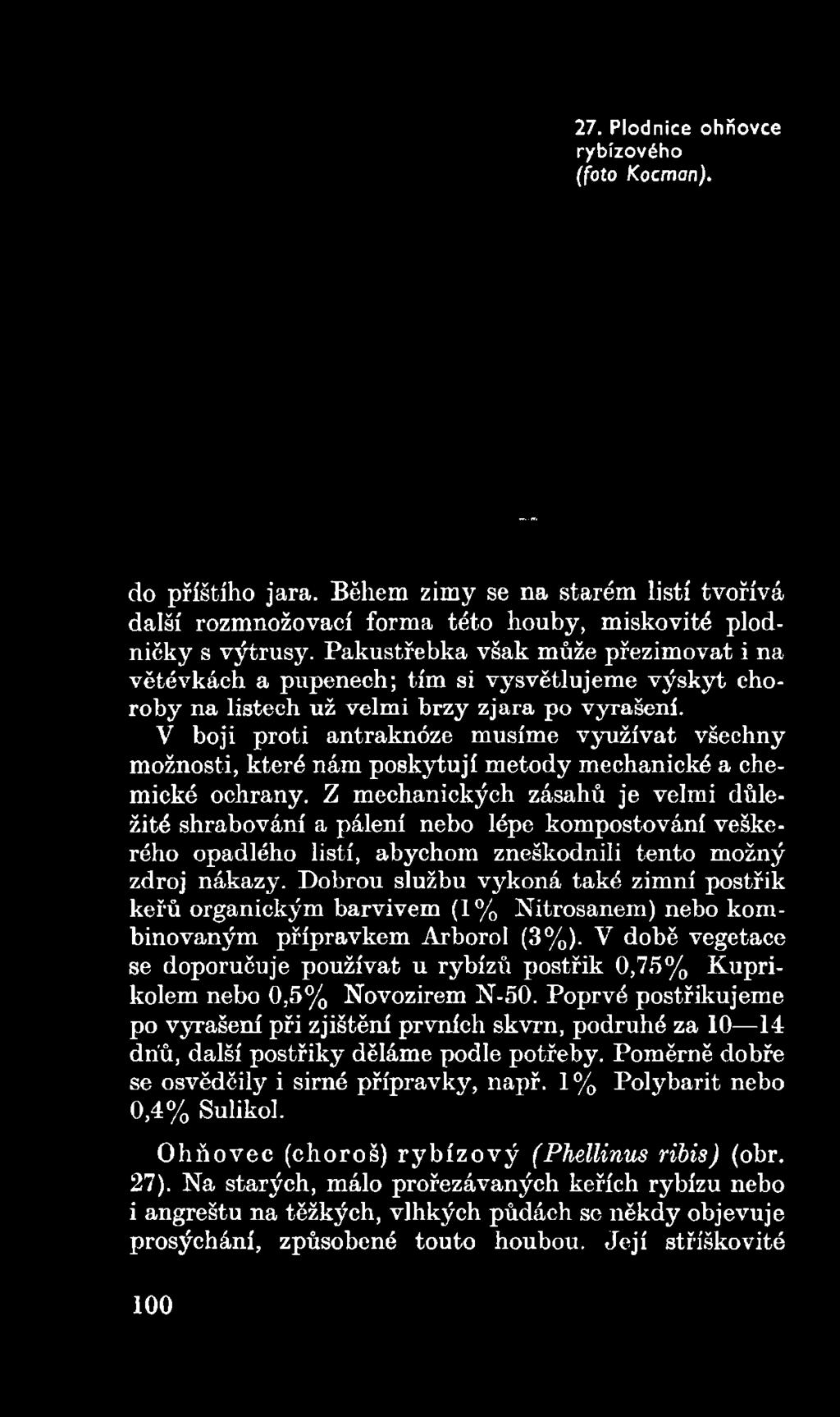 Z mechanických zásahů je velmi důležité shrabování a pálení nebo lépe kompostování veškerého opadlého listí, abychom zneškodnili tento možný zdroj nákazy.