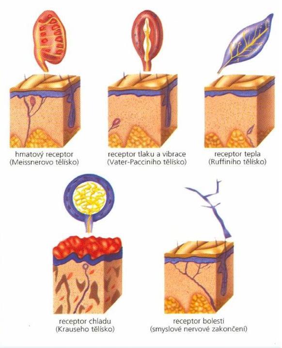 Detekce na periferii Povrchové termoreceptory: tepelné a chladové (10x víc) receptory v kůži, při ochlazení okamžitý reflex: třes, inhibice pocení, kožní