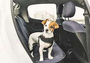 Díky tomu získá pes k cestování větší důvěru a bude se cítit ve vozidle bezpečně. Vzít štěně hned na první jízdu do Chorvatska, může skončit jeho doživotním traumatem z jízdy.