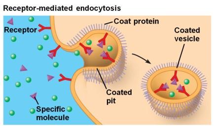 Obr. 3 Endocytóza zprostředkovaná receptorem.