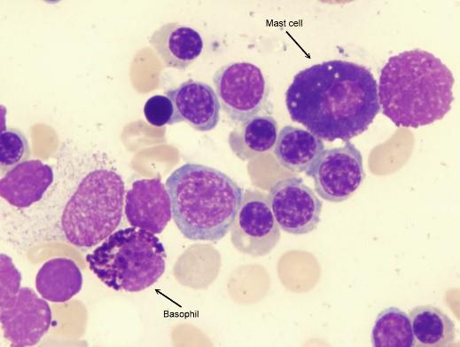 Leukocyty