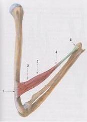 Obrázek 1: Sval a jeho úseky (Čihák, 2001, 323) Podle vnějšího tvaru rozeznáváme musculus fusiformis (vřetenovitý sval, obr.a), nejjednodušší tvar svalu.