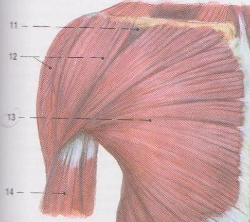 Obrázek 5: Velký prsní sval (zobrazen pod číslem 13) (Čihák, 2001, 345) 2.5.2 Protažení Cvičenec se čelem postaví mezi rám dveří, vzpaží a pokrčí lokty.