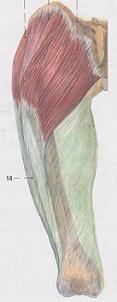 2.6 Flexory kyčelního kloubu 2.6.1 Svaly Mezi flexory kyčelního kloubu také patří následující 3 svaly, které budeme testovat, a sice: musculus iliopsoas (bedrokyčelní sval), musculus rectus femoris