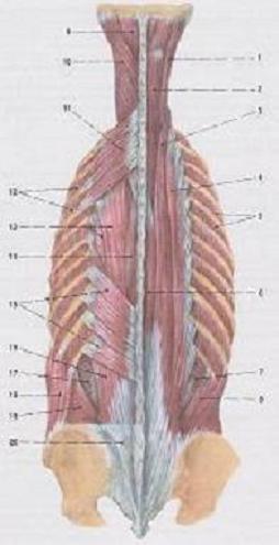 Druhým je systém spinospinální, který tvoří musculus spinalis, který dělíme na pars thoracis a cervicis. Snopce m.