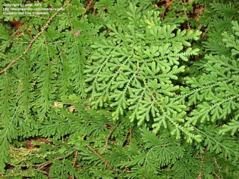 Selaginella wallacei