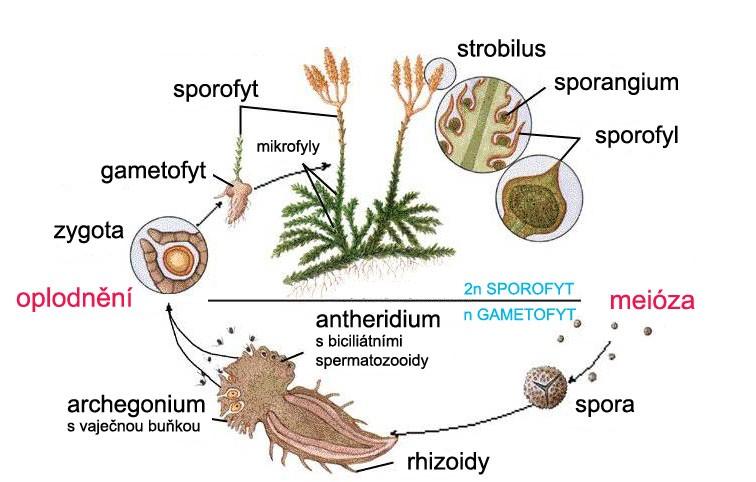 oddělení LYCOPODIOPHYTA zelené výtrusné rostliny tělo: cormus = kořeny, stonek, listy v ontogenezi převládá