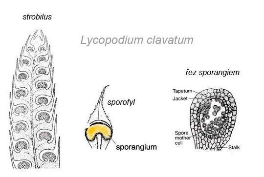 Sporofyt sporangia jsou eusporangiátní izosporická ze spory vyrůstá oboupohlavný gametofyt plavuně heterosporická