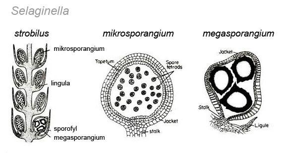 upraveno podle http://www.biologydiscussion.