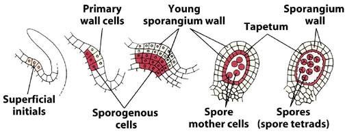 eusporangiátní sporangium vznik z více iniciálních buněk vícevrstevná stěna