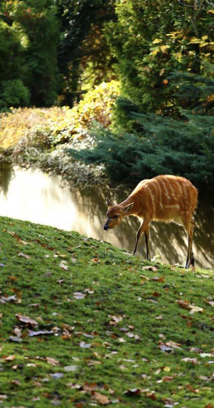 Dvakrát byla obnovována ze silného poškození po válce v roce 1953 a po tisícileté vodě, která zasáhla region a město Opolí v roce 1997. 41.