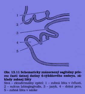 Vývoj předsíně dutiny ústní na volném okraji primitivního ústního otvoru proliferuje ektoderm do mezenchymu a vznikne vestibulární lišta; buňky uprostřed