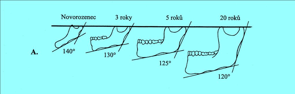 Mandibula Vývoj