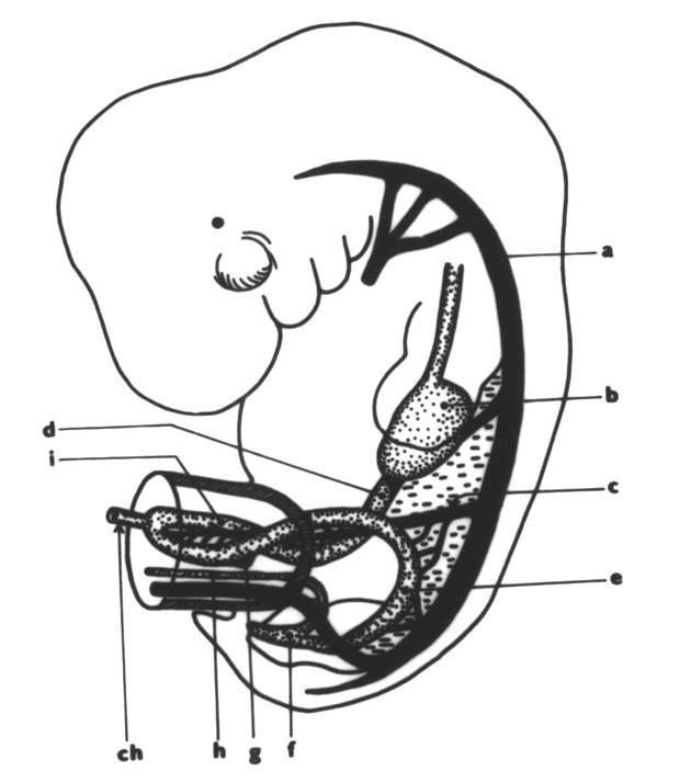 EMBRYO žaberní aparát čelní