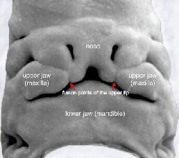 Embryo 6.