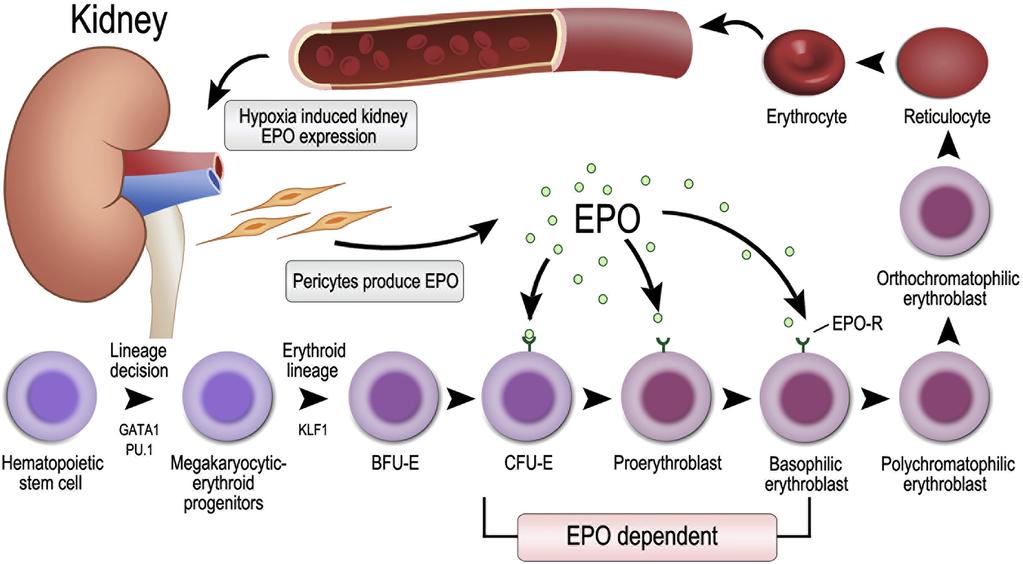 Erythropoietin řídí vývoj erytrocytů Hypoxie řídí