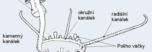 bílkovin.