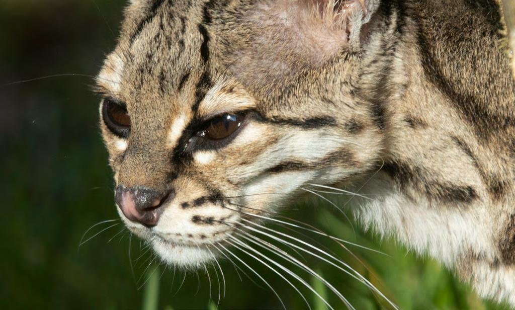 ZOOLOGICKÁ ZAHRADA LIBEREC PŘÍSPĚVKOVÁ