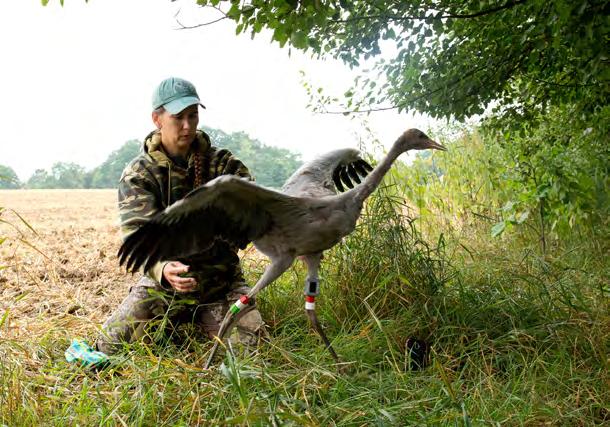 Psí jednotky k detekci pašované slonoviny a jiného wildlife kontrabandu jsou v Kongu již samostatné a Save- -Elephants je nadále podporuje jen v některých materiálních a finančních aspektech.