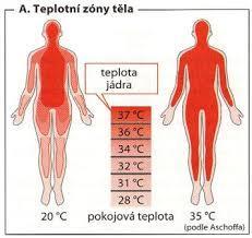 Termoregulace Člověk teplokrevný teplota jádra u člověka bez horečky stabilní (± 0,5 C)